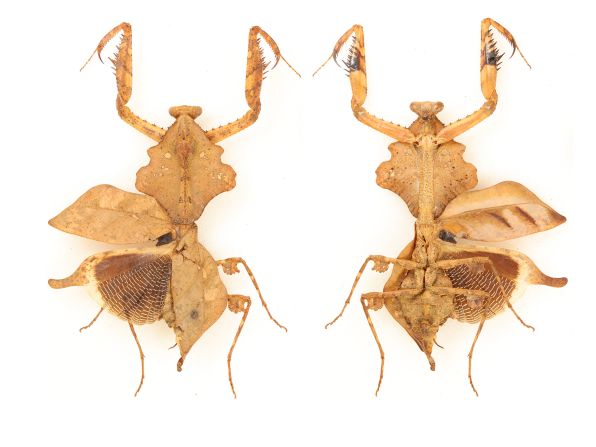 Found in the forests of northern Borneo, Deroplatys xuzhengfai, a slow-moving mantid insect, has evolved to look like dead and decaying leaves of the forest floor.