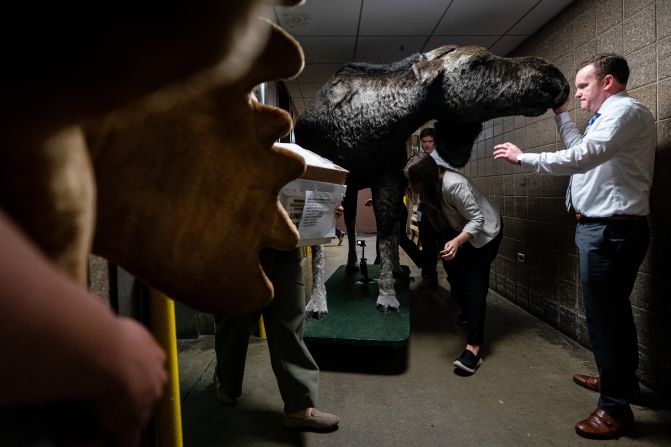 Staff members of US Sen. Jeanne Shaheen move a stuffed moose into their office in Washington, DC, ahead of the Experience New Hampshire reception on Capitol Hill on Tuesday, June 10.