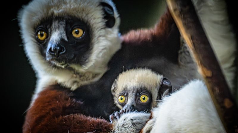 This ‘dancing lemur’ baby is one of the world’s rarest primates