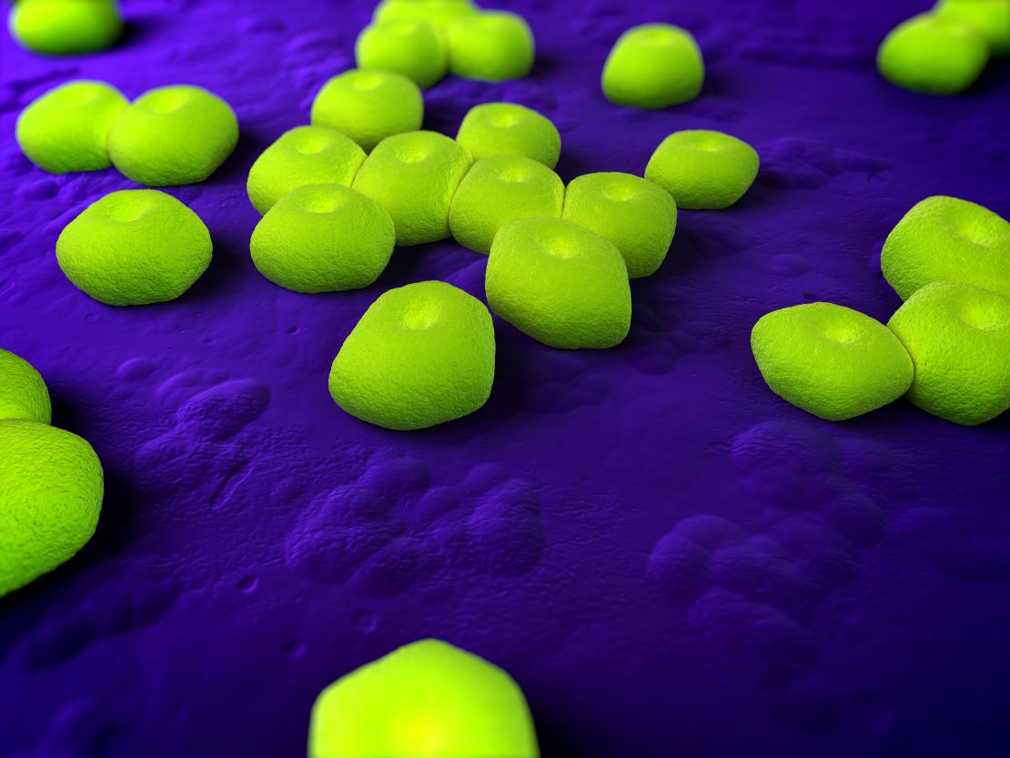 Acinetobacter sp. bacteria, computer artwork.