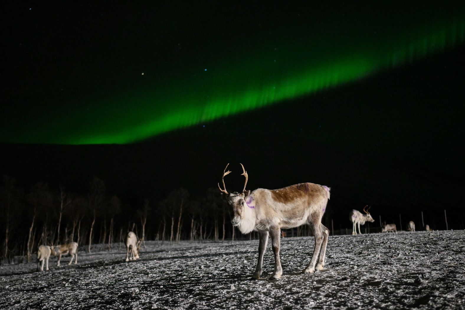 The northern lights illuminate the sky above reindeer in the Norwegian village of Breivikeidet on Monday, January 1.