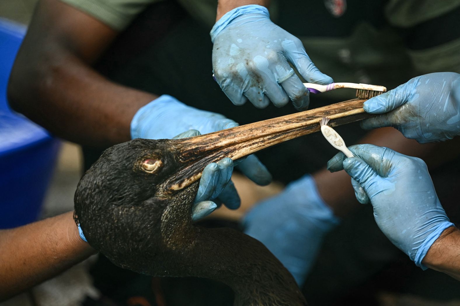 Volunteers bathe a pelican at the Guindy National Park in Chennai, India, on Wednesday, January 3. It was rescued from a large oil spill that happened in Ennore Creek after Cyclone Michaung.