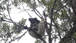Madagascar Lemurs CTE