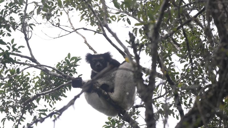 Meet the man dedicated to saving Madagascar’s lemurs Biology Diagrams