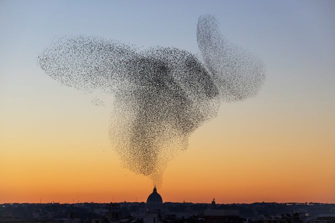 After the success of "Black Sun," Solkær decided to follow the starlings on their migration route across Europe. Many images in the book are taken in Rome, Italy — home to one of the largest wintertime flocks in the world. Solkær was inspired by the southern light in Rome and began to play with color. "The light is much more golden, the sky's very beautiful," he said. 