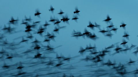 04 starling photos
