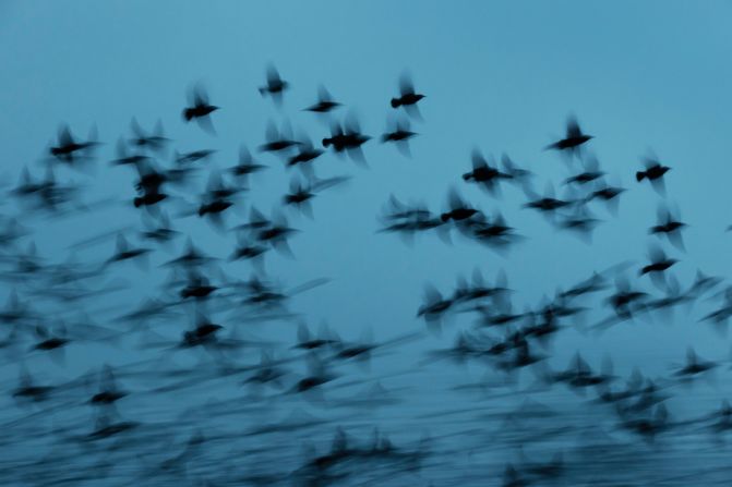 Solk?r found inspiration in another unusual place while photographing "Starlings": Nobel Prize-winning physicist Giorgio Parisi, who uses the mumurations as an example of critical systems. "Just like these other systems, when the flock is impacted in one place, there's an instant impact on the whole flock," explained Solk?r. "How they work together as one organism, it's very beautiful to watch. They're fighting for their lives but they're doing it in a very graceful way."