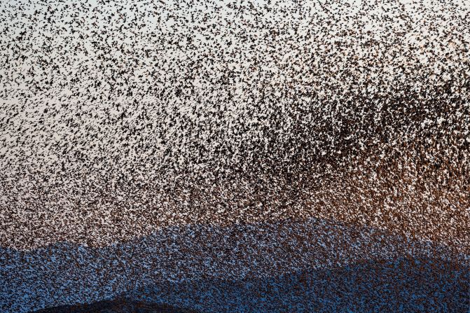 Murmurations are often made up of thousands, <a href="index.php?page=&url=https%3A%2F%2Fbirdfact.com%2Fbirds%2Fstarling%2Fstarling-murmuration" target="_blank" target="_blank">sometimes millions</a>, of starlings. Scientists don't know exactly why birds gather in these dense aerial formations, but it is theorized the flock is making itself appear larger to fend off predators, or trying to attract other starlings to the roost and generate warmth in the cold winters.