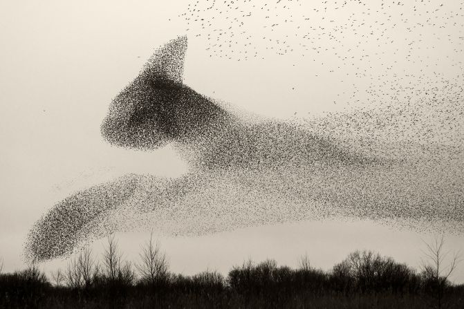 In 2020, Solkær published his first photobook on starling murmurations, called "Black Sun," the term for the phenomenon in Danish. In this collection, Solkær's shots of the murmurations were predominantly monochrome, taking on the aesthetic of ink on parchment.