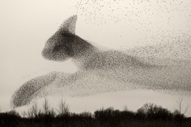 In 2020, Solk?r published his first photobook on starling murmurations, called "Black Sun," the term for the phenomenon in Danish. In this collection, Solk?r's shots of the murmurations were predominantly monochrome, taking on the aesthetic of ink on parchment.