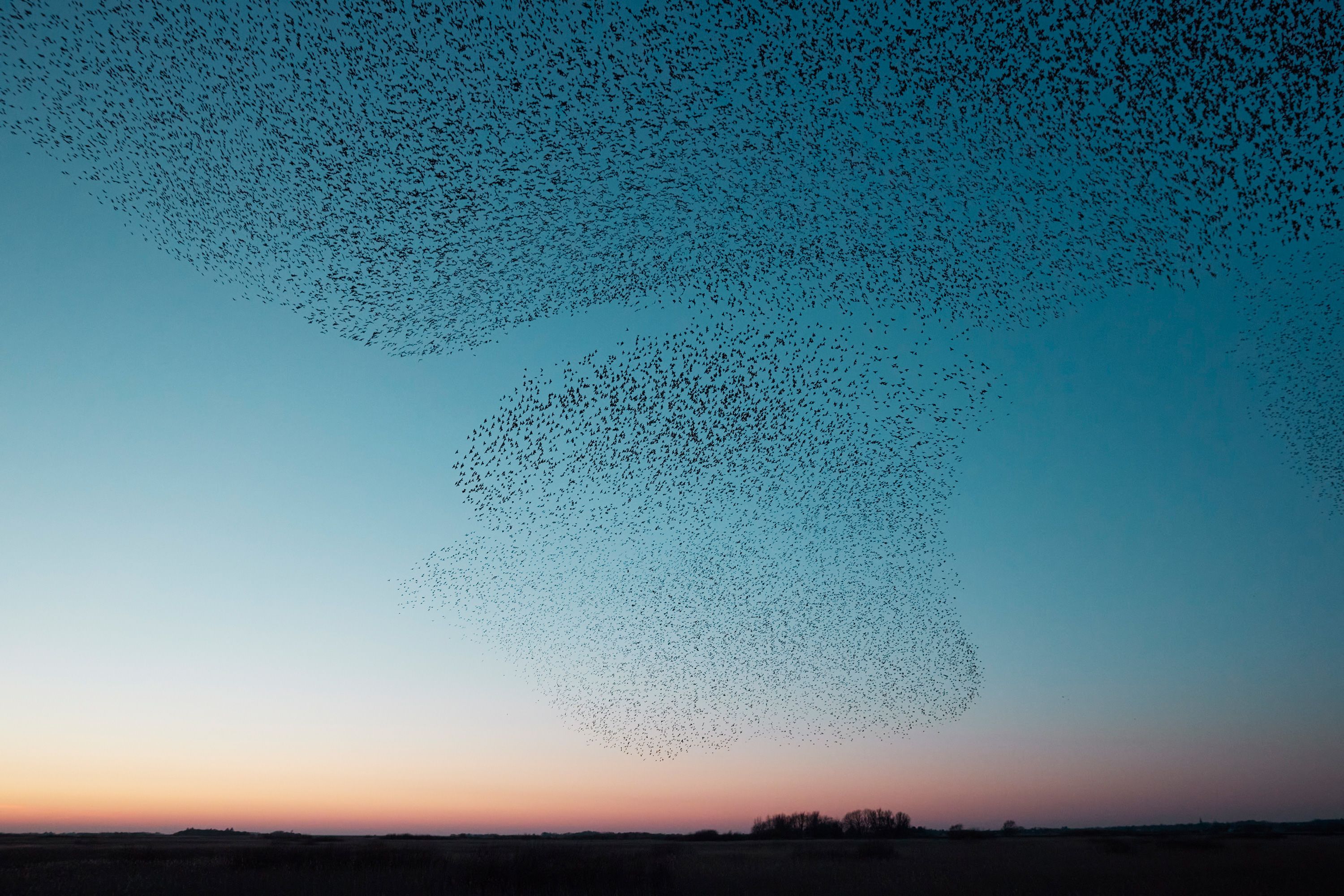 Starling Flock