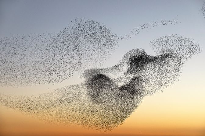 Danish photographer Søren Solkær first witnessed starling murmurations as a child, and has been fascinated by the phenomenon for four decades. In his latest photobook, "<a href="index.php?page=&url=https%3A%2F%2Fsorensolkaer.shop" target="_blank" target="_blank">Starling</a>," he shows the birds like never before, from the marshes of Denmark to the rooftops of Rome. <strong>Look through the gallery to learn more about the mesmerizing murmurations.</strong>