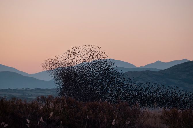 Often thought of as a common bird in Europe and North America, starling populations have been in decline for decades, <a href="index.php?page=&url=https%3A%2F%2Fwww.saveourwildisles.org.uk%2Fspecies%2Fstarlings" target="_blank" target="_blank">falling 53% between 1995 and 2018</a>. Solkær hopes to "inspire a closer connection to nature" with his work, and encourage people to appreciate natural wonders like the murmurations. "The shapes that appear in the sky happen only once in the history of the world," he said. "I think that's a very good reason to photograph them and to try to capture and share them with others."