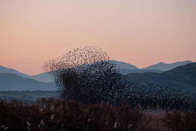 Often thought of as a common bird in Europe and North America, starling populations have been in decline for decades,?<a  target="_blank" target="_blank">falling 53% between 1995 and 2018</a>. Solk?r hopes to "inspire a closer connection to nature" with his work, and encourage people to appreciate natural wonders like the murmurations. "The shapes that appear in the sky happen only once in the history of the world," he said. "I think that's a very good reason to photograph them and to try to capture and share them with others."