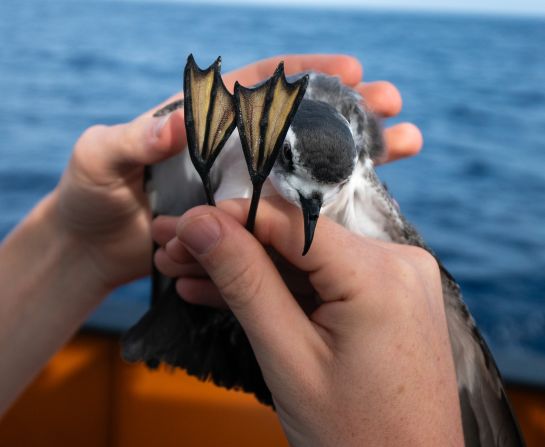 In November 2023, Darwin200 celebrated the 200th bird species documented as part of its global biodiversity survey, including the blue petrel pictured here. 