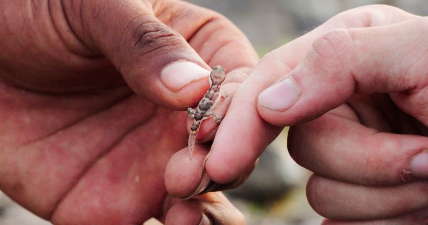 Alongside the Darwin Leader initiative, the voyage is undertaking research projects into the world's most critical environmental problems, including getting data on microplastic pollution, and a wildlife survey. 