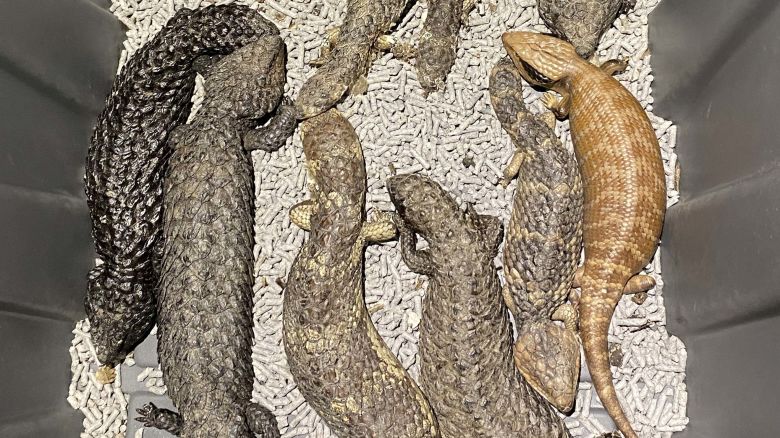 From NSW police: Raptor Squad detectives have dismantled a criminal syndicate allegedly attempting to export over $1m worth of Australian native lizards and reptiles to Hong Kong. Based on an average of $5000 per lizard, the total value of reptiles seized by police is approximately $1.2m.