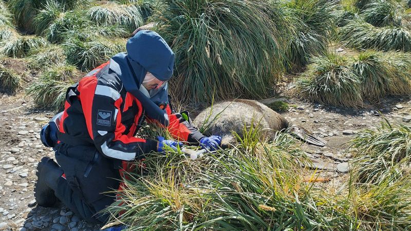 Bird Flu: Unprecedented Outbreak Spreads To Mammals In Sub-Antarctic ...