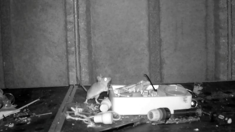 Мишка, която се гордее с къщата, откри всяка вечер да подрежда бараката на британец