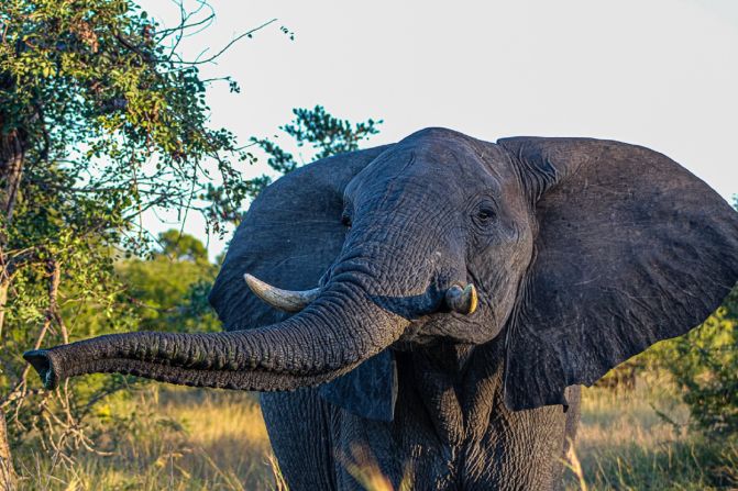 Wild Shots Outreach (WSO) is introducing young Black South Africans to photography and conservation. <strong>Look through the gallery to see stunning nature photography taken by alumni of the program.</strong>