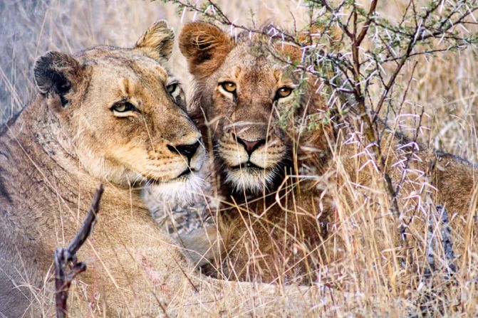 WSO focuses its work on communities living near Kruger National Park in the north-east of South Africa. It was founded by British former schoolteacher Mike Kendrick, after he and his wife, zoologist Harriet Nimmo, were in South Africa organizing a photography event, and noticed a lack of Black wildlife photographers.