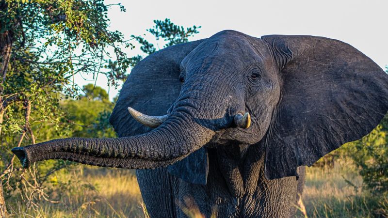How wildlife photography is helping young South Africans discover ...