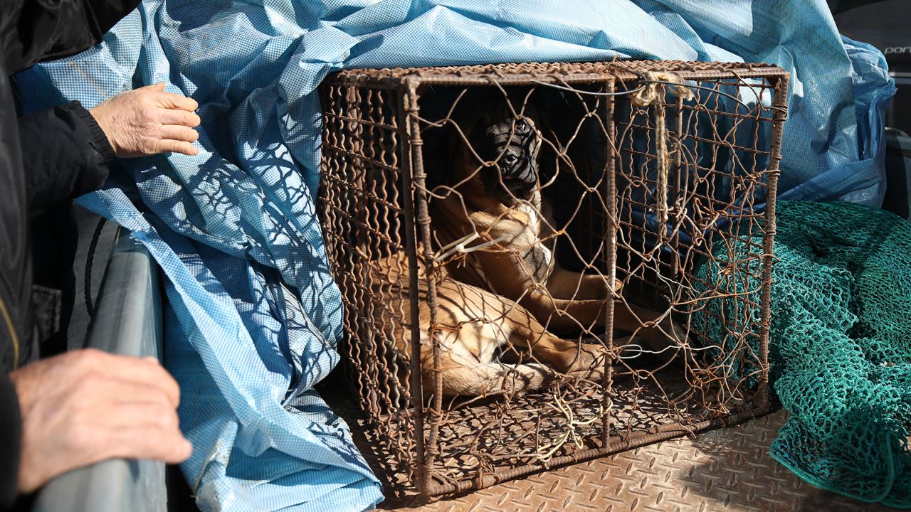 A dog looks out from a cage as police officers block a dog farmer protest, demanding the government scrap plans to pass a bill to enforce a ban on the consumption of dog meat, near the Presidential office on November 30, 2023 in Seoul, South Korea.