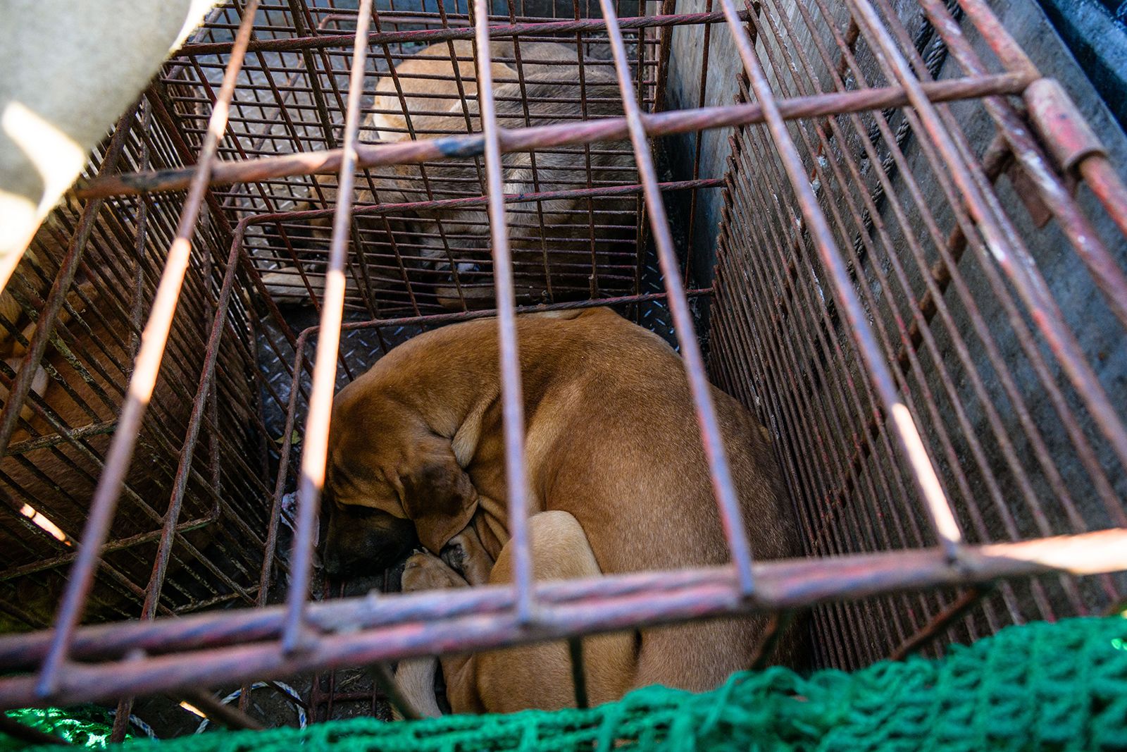 Caged dogs are seen in a truck during a protest by dog farmers against the government's move to ban dog meat consumption, in Seoul on November 30, 2023.