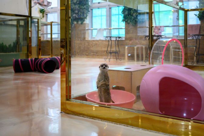 <strong>South Korea's pet cafes:</strong> A new law aims to regulate these kinds of popular but controversial cafes.