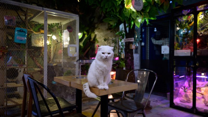 논란의 여지가 있는 동물 카페를 단속하는 한국