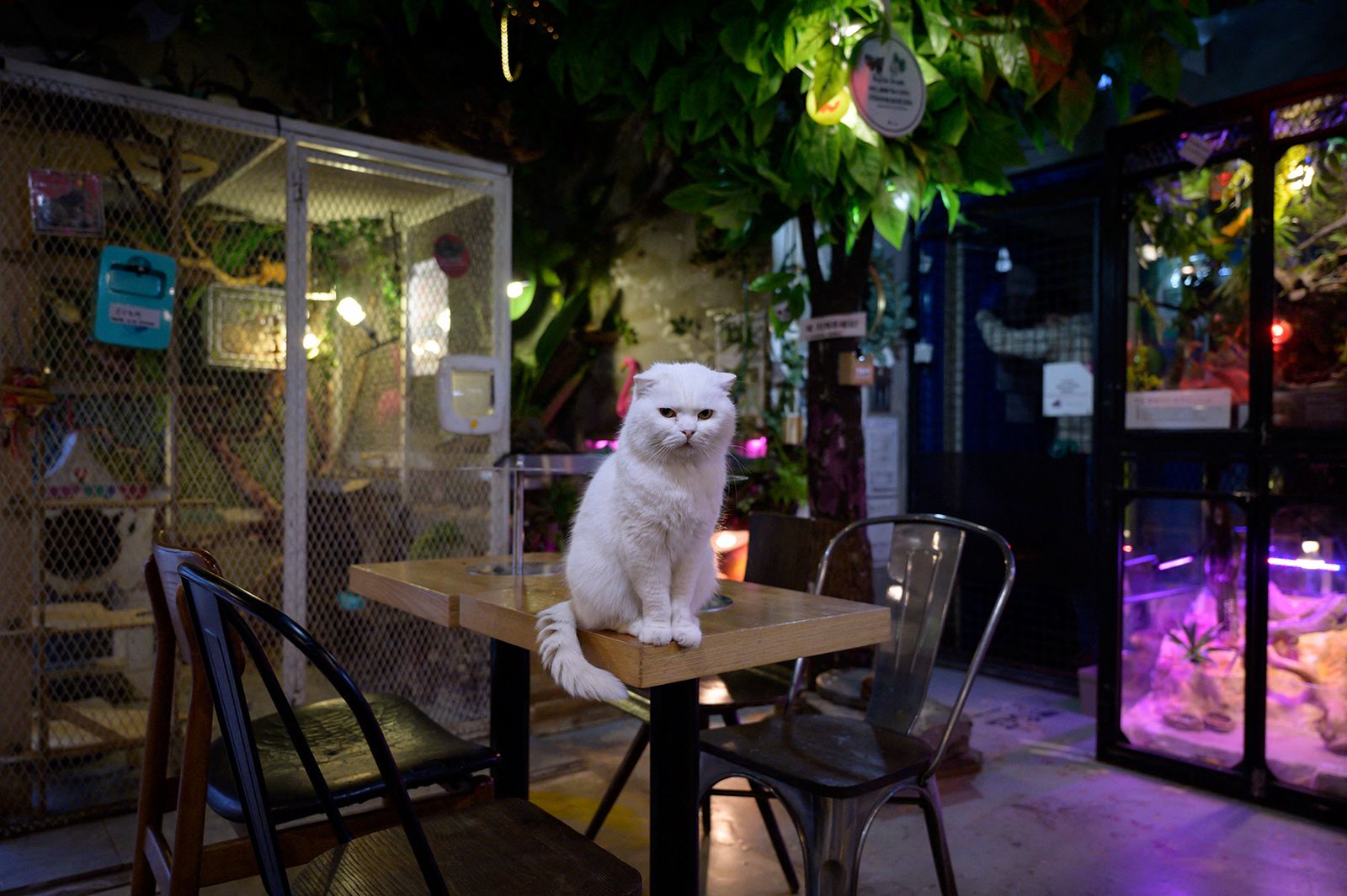 In a photo taken on April 2, 2020 a cat sits on a table at the Table A Raccoon Cafe in Seoul.