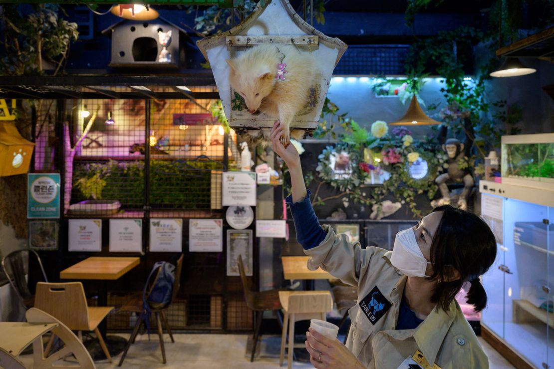 In a photo taken on April 2, 2020 a staff member feeds a raccoon albinos at the Table A Raccoon Cafe in Seoul.