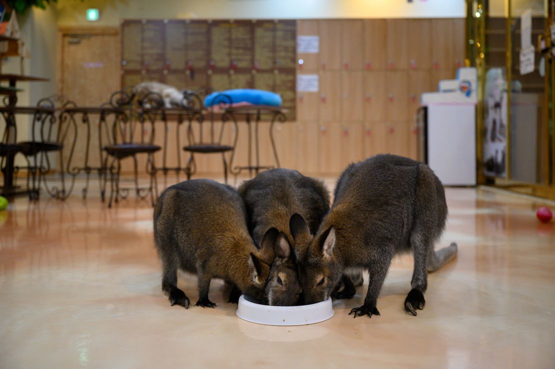 In a photo taken on March 31, 2020 a group of wallabies eat as a staff member looks on, at the Eden Meerkat Friends animal cafe in Seoul.