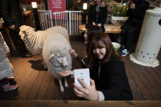 <strong>Woolly exceptions: </strong>Cafes with livestock, such as sheep or goats, are also exempt from the new regulations.