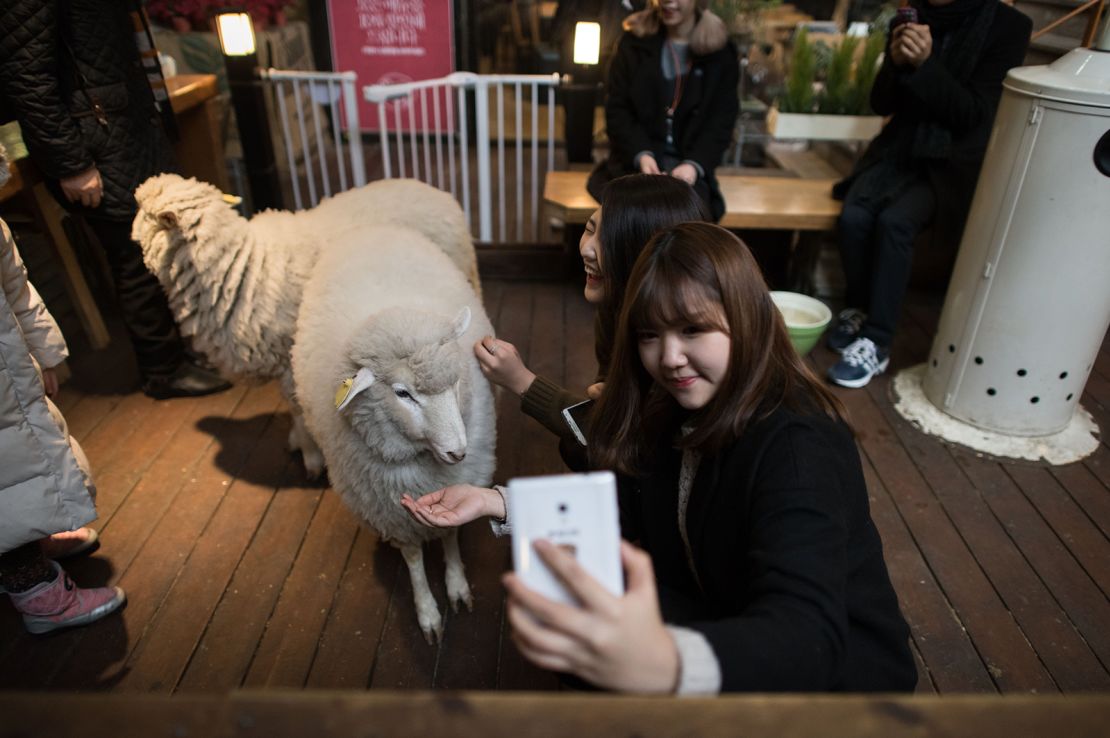 A woman takes a selfie with a sheep at a sheep cafe in Seoul on February 17, 2015.