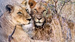 Joia's image of two lions captures her first ever experience of these iconic animals in the wild.