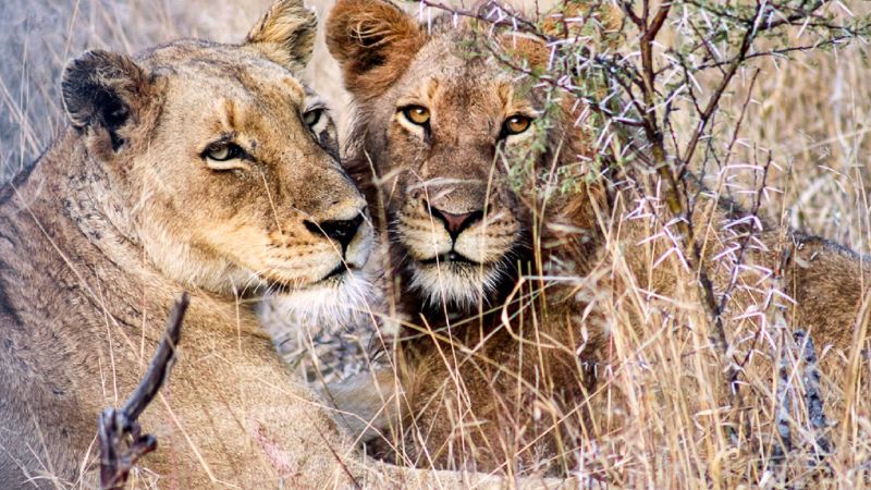 В градовете заобикалящи Национален парк Крюгер в североизточна Южна Африка
