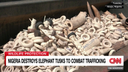 exp Nigeria destroys elephant tusks vosot 011012ASEG3 cnni world_00004920.png