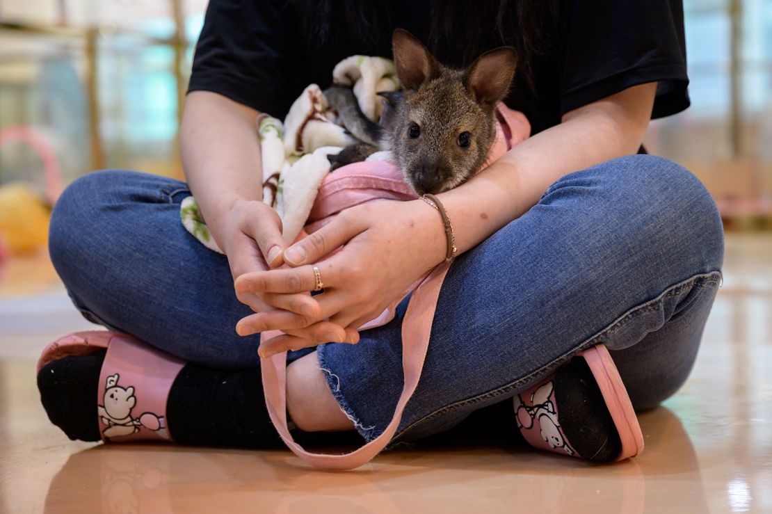 In a photo taken on March 31, 2020 a a staff member holds a wallaby at the Eden Meerkat Friends animal cafe in Seoul.