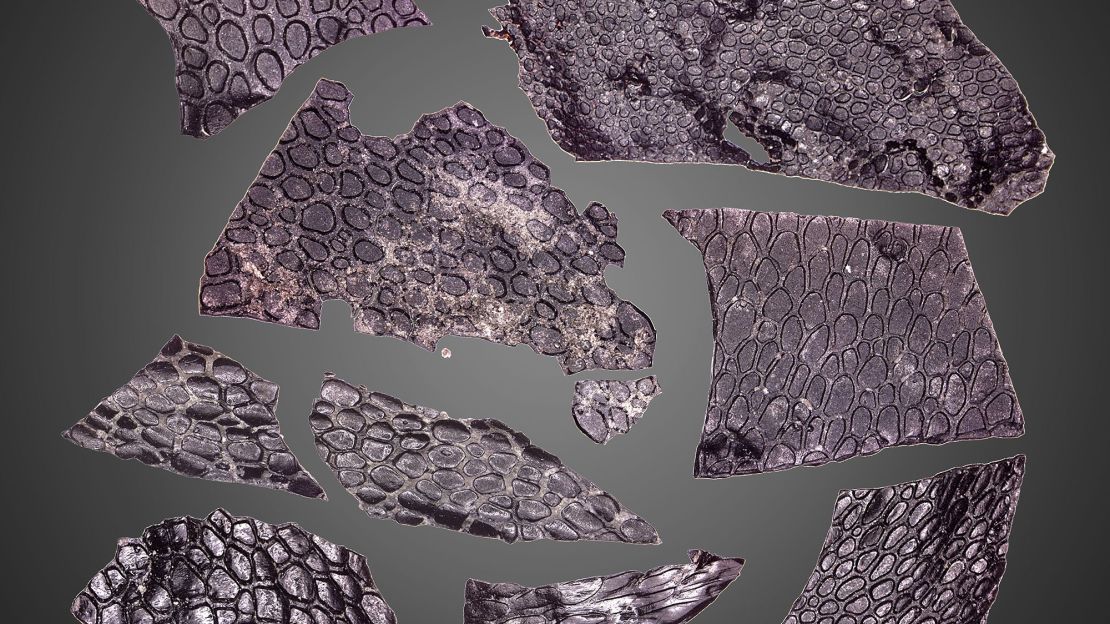 The oldest known fossilized skin is at least 130 million years more ancient than the previously oldest known example. The pebbled surface resembles crocodile scales.