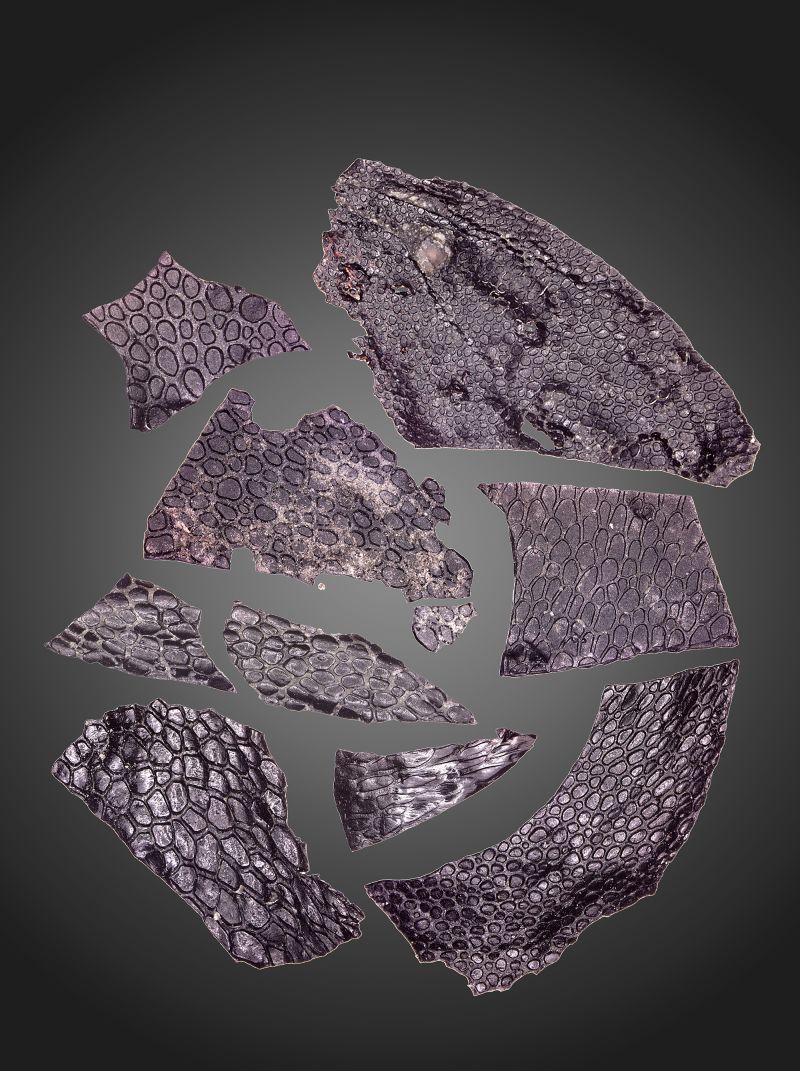 Rare Skin Fossil Is Oldest By 130 Million Years CNN   240111120723 02 Oldest Known Fossilized Skin 