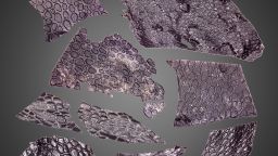 Oldest known fossilized skin is 130 million years older than previous examples