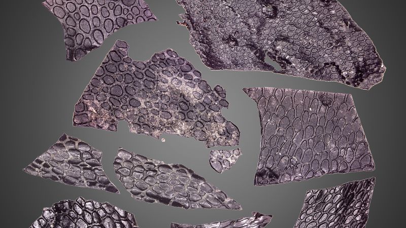 Най старата известна фосилизирана кожа в света е принадлежала на вид
