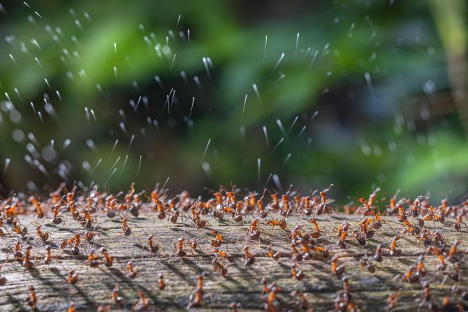 The contest celebrated macro and micro photography across 11 categories. Winning the insects title was this photo taken by René Krekels in the Netherlands that shows wood ants defending their community by spraying acid. 
