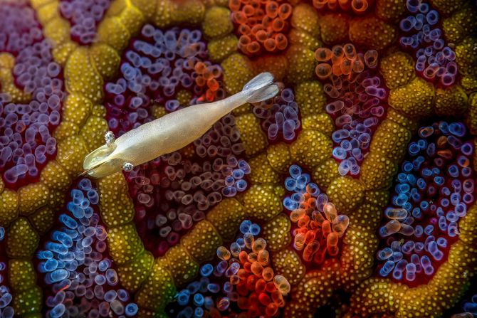 Simon Theuma's photo of a commensal shrimp floating above a mosaic sea star won the underwater category. Taken in Shellharbour, Australia, Theuma says that the image is a reminder of the delicate balance that exists in the natural world. 
