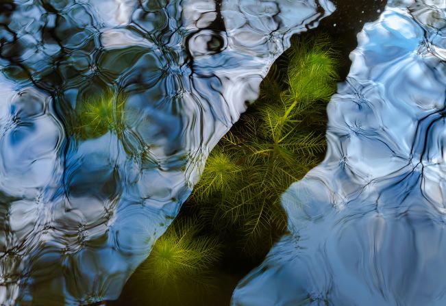 An image showing an aquatic plant known as water violet submerged beneath moving water won the intimate landscape category. Taken by Csaba Daróczi in Izsák, Hungary.
