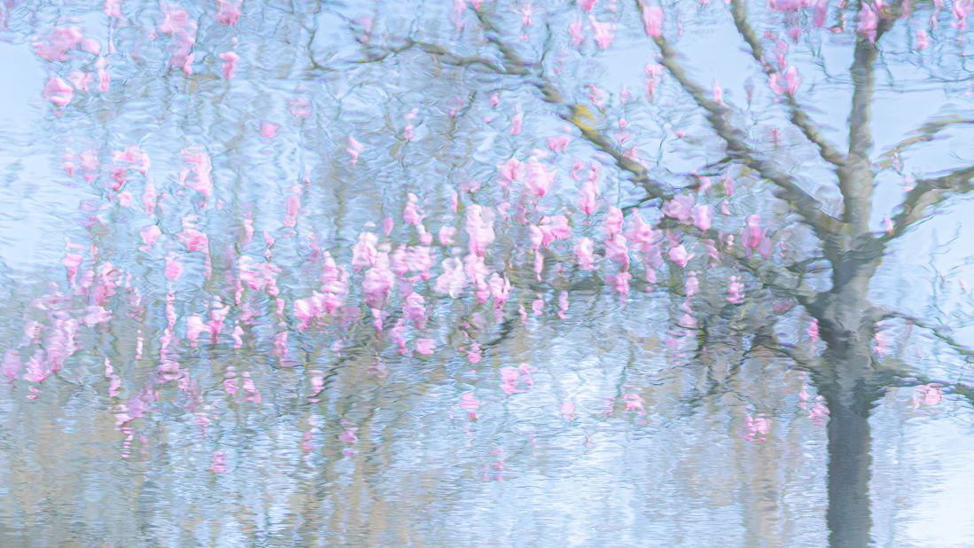 Winning the plants category is this Monet-esque image of a magnolia tree reflected in the water of Trompenburg Botanical Garden, Netherlands. Taken by Ria Bloemendaal.