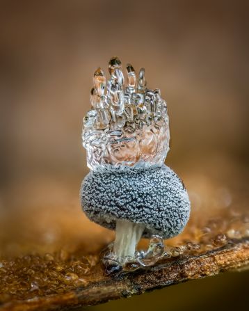 A 1-milimeter tall slime mold with a crown of frost won the fungi and slime mold category. Photographer Barry Webb spotted the tiny beauty in amongst the leaf litter in Hodgemoor Wood in the UK.