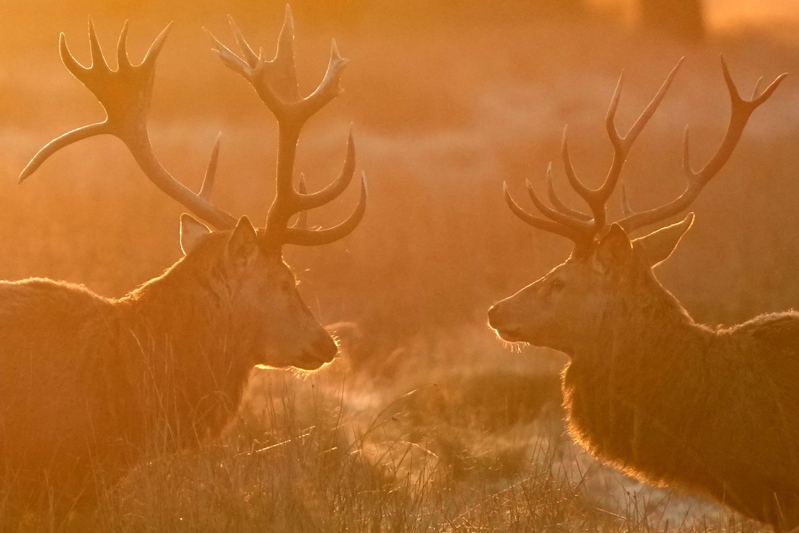 Red deer are seen in London's Bushy Park just after sunrise on Thursday, January 11. Bushy Park is home to more than 320 red and fallow deer.
