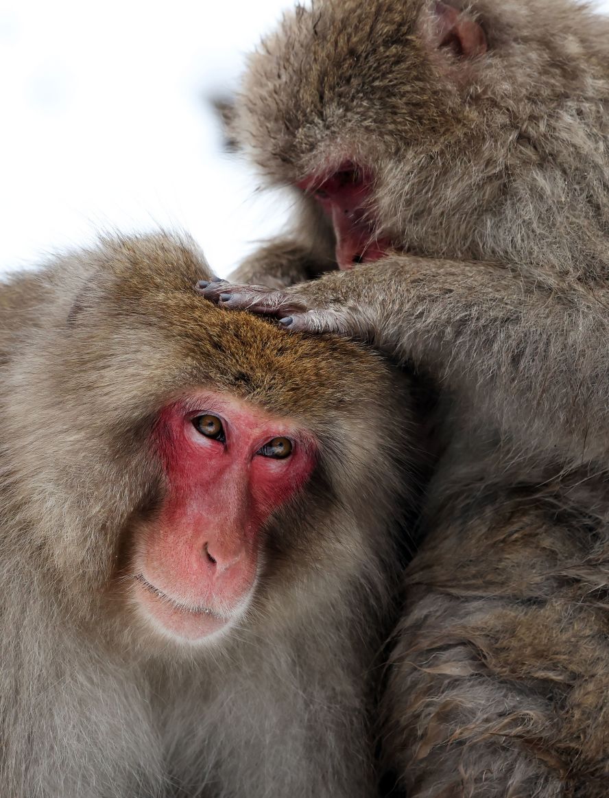 Japanese macaques are seen in a hot spring at the base of the Joshinetsu Kogen National Park in Nagano, Japan, on Thursday, January 4.